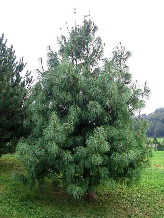 Pinus wallichiana1